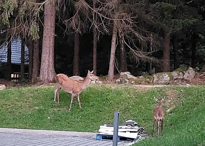 Mountain Forset View